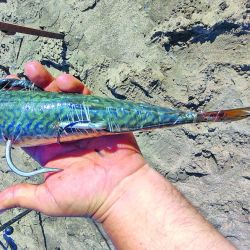 El sueño de muchos hecho realidad con  bacotas (foto) y cazones en las playas de la zona del faro. Para no fallar es fundamental el asesoramiento de un guía que conozca el área. En el caso de Germán Rigane, cuenta además con un vehículo 4x4 para ingresar a la playa. 