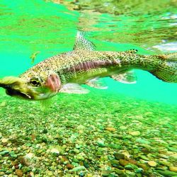 Arcoíris del Futaleufú pescada vadeando con una Striptease oliva con agregado de una cuenta de plástico en el tippet simulando una ova. Y Pablo pescando los drop offs de la laguna Larga desde el bote