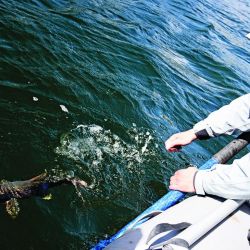 Arcoíris del Futaleufú pescada vadeando con una Striptease oliva con agregado de una cuenta de plástico en el tippet simulando una ova. Y Pablo pescando los drop offs de la laguna Larga desde el bote