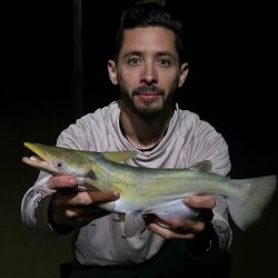 Bogas, surubíes, carpas, patíes, tarariras, manduvas y bagres son las especies predominantes, aunque esa variedad es mucho más amplia.