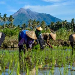 Agricultores trabajan en un arrozal cerca del monte Merapi, en la aldea de Cangkringan, en Yogyakarta, Indonesia. | Foto:Xinhua/Agung Supriyanto