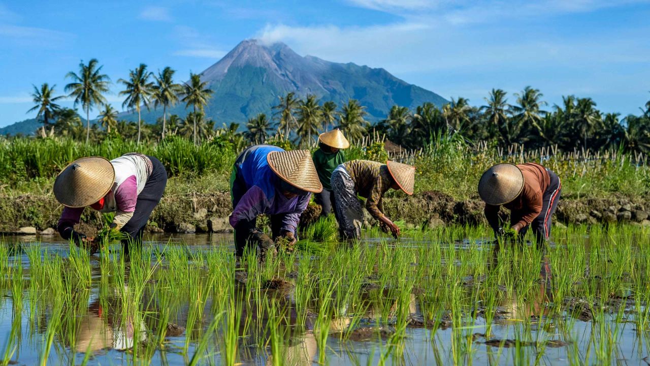 Agricultores trabajan en un arrozal cerca del monte Merapi, en la aldea de Cangkringan, en Yogyakarta, Indonesia. | Foto:Xinhua/Agung Supriyanto