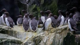 Araos comunes fueron diezmados por el cambio climático en Alaska.