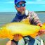 0109_dorados