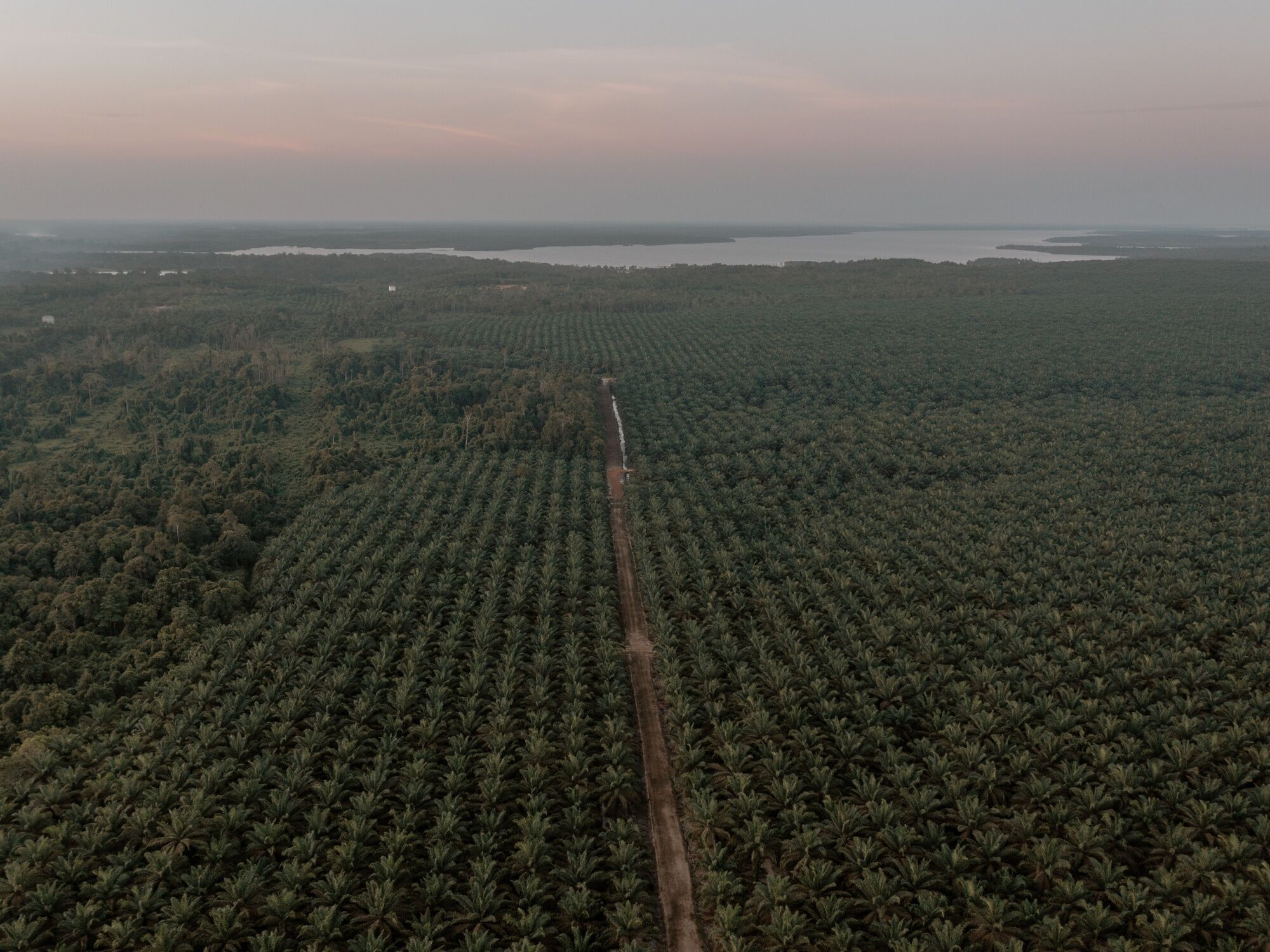 Rimba Raya Conservation in Central Borneo