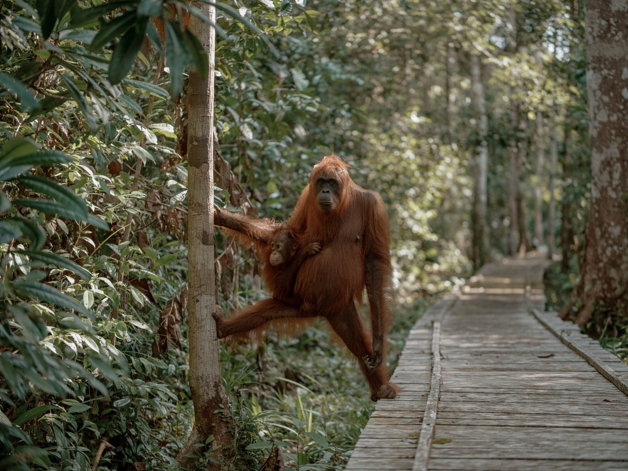 Rimba Raya Conservation in Central Borneo