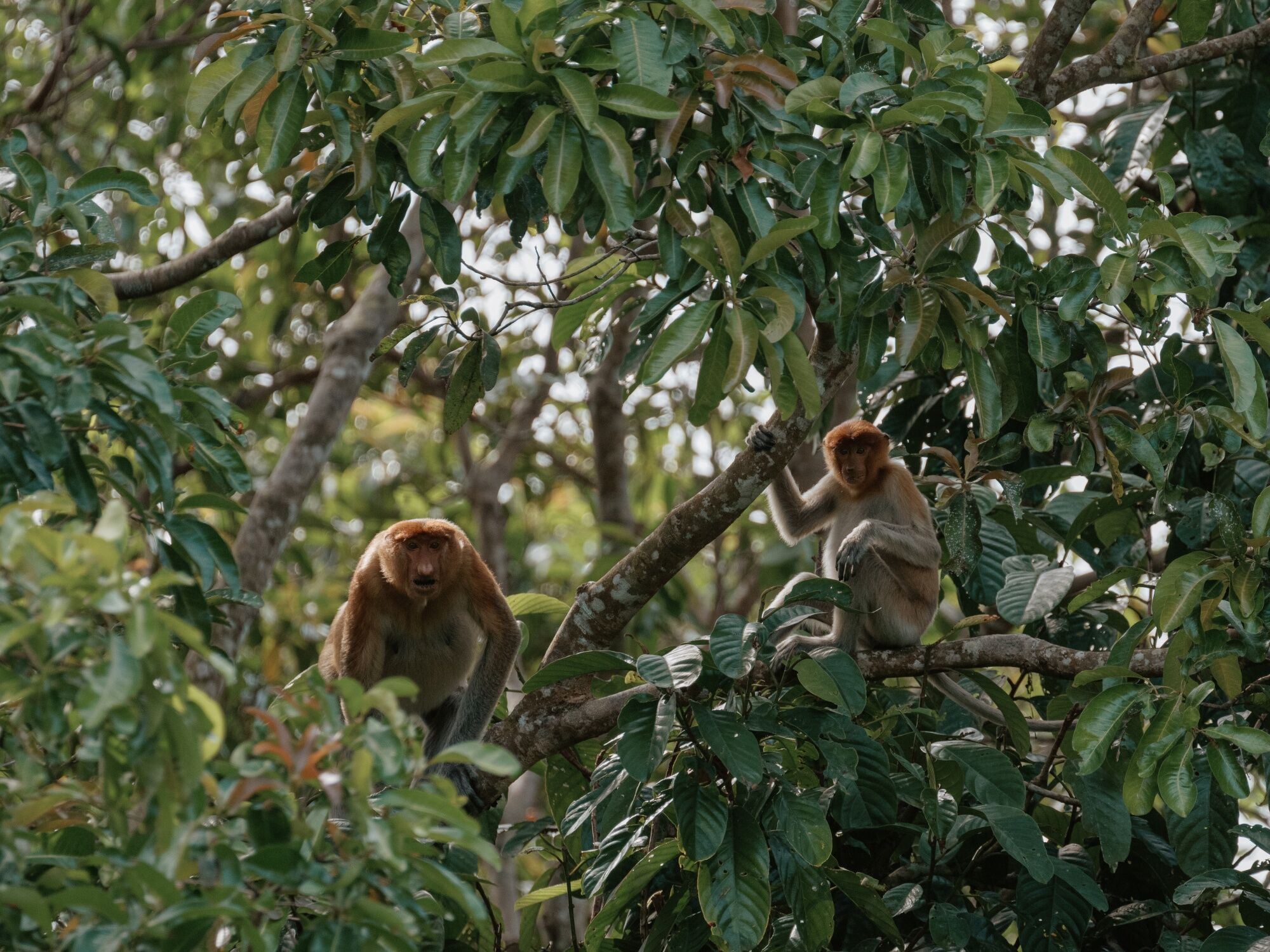 Rimba Raya Conservation in Central Borneo