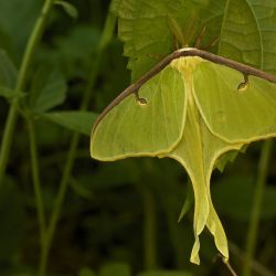Un documental muestra cómo los insectos más pequeños se parecen más a los humanos de lo que creemos.
