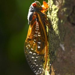 Un documental muestra cómo los insectos más pequeños se parecen más a los humanos de lo que creemos.
