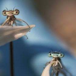 Un documental muestra cómo los insectos más pequeños se parecen más a los humanos de lo que creemos.