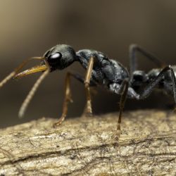 Un documental muestra cómo los insectos más pequeños se parecen más a los humanos de lo que creemos.