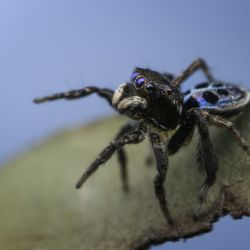 Un documental muestra cómo los insectos más pequeños se parecen más a los humanos de lo que creemos.