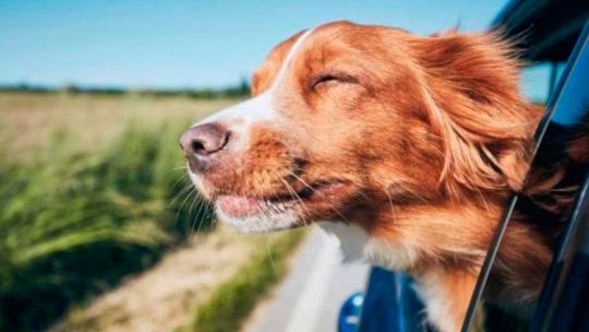 Cuáles son los consejos de los veterinarios para que viajar con mascotas sea más seguro