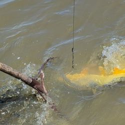 En plena temporada estival, la afluencia de turistas a las playas fue notoria y eso quedó evidenciado en imágenes de balnearios colmados. Afecta la pesca costera y el que se embarca se asegura más los resultados. 