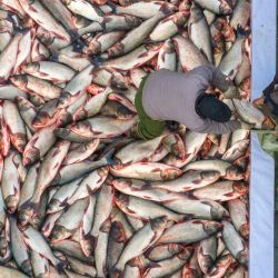 Imagen tomada con un dron de pescadores cargando pescado recién capturado durante un festival de pesca de invierno, en el distrito Jiangyan de Taizhou, en la provincia de Jiangsu, en el este de China. | Foto:Xinhua/Tang Dehong