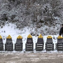 Un vendedor ambulante exhibe membrillos en una calle cerca de la ciudad de Podujevo, Kosovo. | Foto:ARMEND NIMANI / AFP