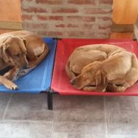 Productos para mascotas de mundo lona. diseño, utilidad, limpieza, además de confort y un descanso completo para tu mascota