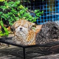 Productos para mascotas de mundo lona. diseño, utilidad, limpieza, además de confort y un descanso completo para tu mascota