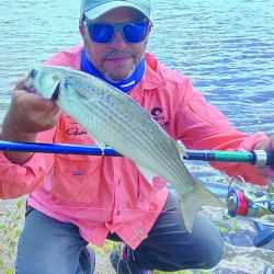 Las lisas toman panza de su misma especie a sólo 30 cm de profundidad, el dato clave que nos ayudó a ir por más ejemplares.