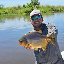 Al pacú, la estrella, se suma que hay mucho dorado, surubí en cantidad y abundante variada en un río que está bajando fuerte.
