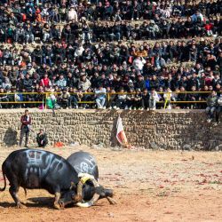 Esta fotografía muestra a los aldeanos viendo una corrida de toros para dar la bienvenida al próximo Año Nuevo Lunar de la Serpiente en el condado de Congjiang, provincia de Guizhou, suroeste de China. | Foto:AFP