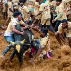 Los participantes intentan controlar un toro durante el festival anual de doma de toros 'Jallikattu' en la aldea de Palamedu, en las afueras de Madurai, India. | Foto:AFP