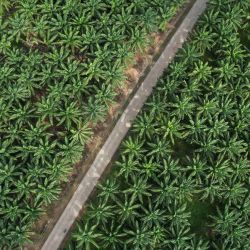 Vista aérea tomada con un dron de una plantación de palma de aceite, en Bogor, Indonesia. | Foto:Xinhua/Veri Sanovri