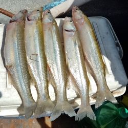 Desde hace varias temporadas Cochicó está en el top ten de las mejores lagunas del país, por rendimiento y servicios.