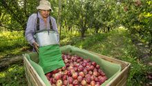 trabajadores rurales