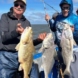 Las corvinas rubias  ya están firmes, aún sin la abundancia ideal, pero se empezaron a dar cantidades aceptables de capturas que pueden estar entre los 3 y 6 kg, verdaderas doradas gigantes que son un imán para el pescador.