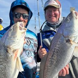 Las corvinas rubias  ya están firmes, aún sin la abundancia ideal, pero se empezaron a dar cantidades aceptables de capturas que pueden estar entre los 3 y 6 kg, verdaderas doradas gigantes que son un imán para el pescador.
