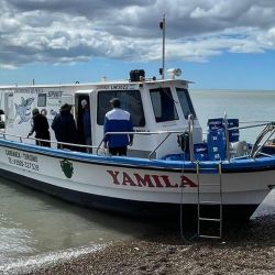 Las corvinas rubias  ya están firmes, aún sin la abundancia ideal, pero se empezaron a dar cantidades aceptables de capturas que pueden estar entre los 3 y 6 kg, verdaderas doradas gigantes que son un imán para el pescador.