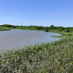 Tarariras, dorados y palometas dominaron la acción en la salida pesquera por inhóspitos e intricados pesqueros de Baradero.