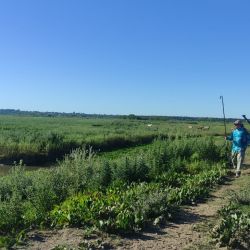 Tarariras, dorados y palometas dominaron la acción en la salida pesquera por inhóspitos e intricados pesqueros de Baradero.