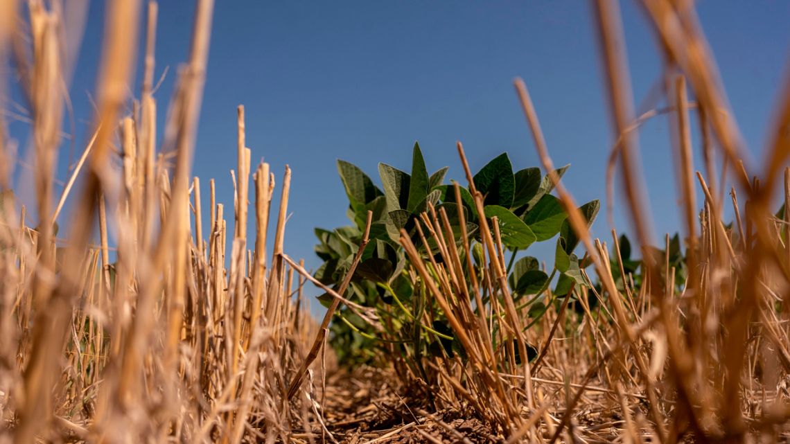 A soybean plant in a dry, cracked field at a farm in Rosario, Argentina, on January 15, 2025.