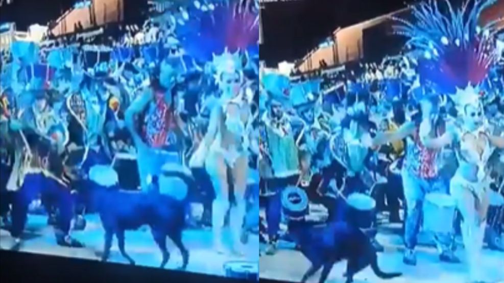 Indignación en el Carnaval de Gualeguaychú: un perro se coló en el desfile y un músico le pegó