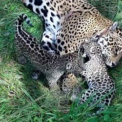Liberaron a un yaguareté en el Parque Iberá que nació en El Impenetrable chaqueño.