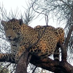 Liberaron a un yaguareté en el Parque Iberá que nació en El Impenetrable chaqueño.
