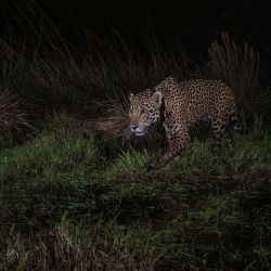 Liberaron a un yaguareté en el Parque Iberá que nació en El Impenetrable chaqueño.