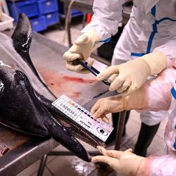  El personal realiza observaciones preliminares en un delfín muerto antes de una autopsia en el observatorio Pelagis de la Universidad de La Rochelle. Foto de Christophe ARCHAMBAULT / AFP | Foto:AFP