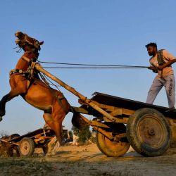  Un trabajador agrícola lucha por controlar a su caballo mientras se prepara para cargar alimento para el ganado en un carro en un campo en las afueras de Jalandhar. Foto de Shammi MEHRA / AFP | Foto:AFP
