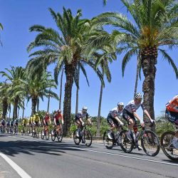 El ciclista australiano del equipo Red Bull-Bora-Hansgrohe, Sam Welsford, lidera el pelotón a través del valle de Barossa. Foto de Brenton Edwards / AFP | Foto:AFP