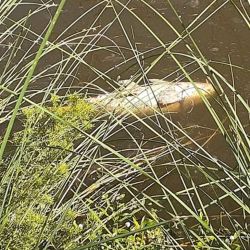 Se tomaron muestras de los peces muertos y del agua para hacer los análisis correspondientes.