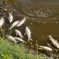 Se tomaron muestras de los peces muertos y del agua para hacer los análisis correspondientes.