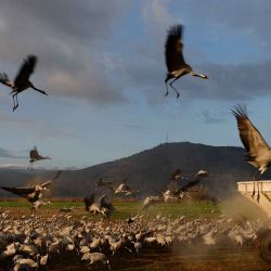  Miles de grullas vuelan en bandada sobre la reserva natural del valle de Agamon Hula, en el norte de Israel, en su ruta migratoria estacional de Europa a África | Foto:AFP