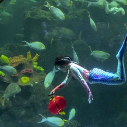 Una buceadora vestida de sirena lleva una linterna durante un ensayo submarino antes de las celebraciones del Año Nuevo Lunar chino. Foto de BAY ISMOYO / AFP | Foto:AFP