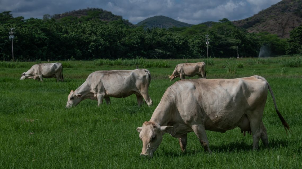 A herd of cattle grazing in a field.