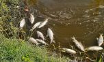 Investigan la mortandad de peces en el arroyo Pergamino