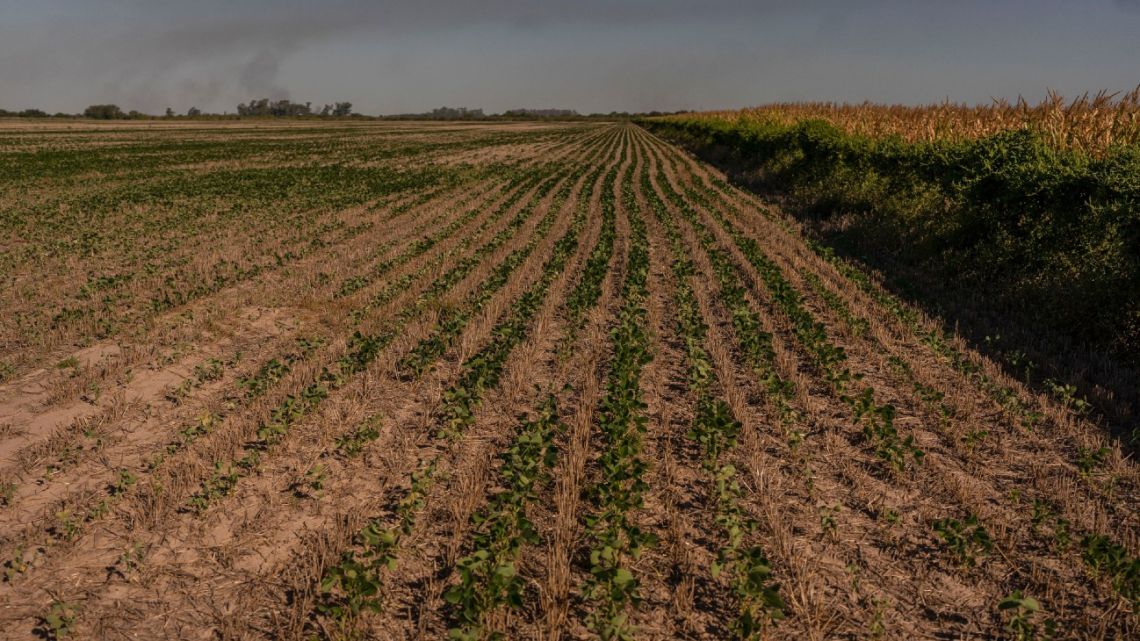 Soybean plants in a dry field at a farm in Rosario.