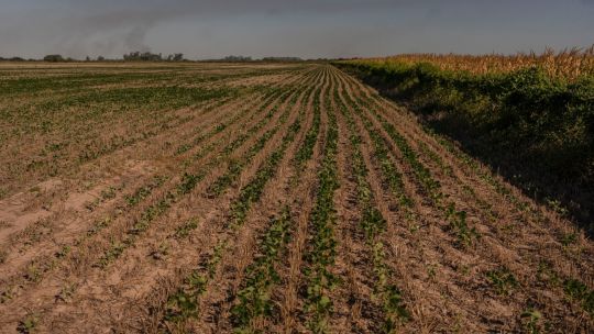 agriculture, economy, drought, argentina, rosario, stock